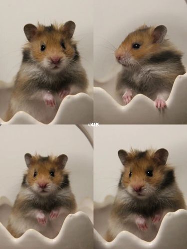 黑黄&虎纹原始长毛金丝熊_金丝熊_科为·城墅攻略