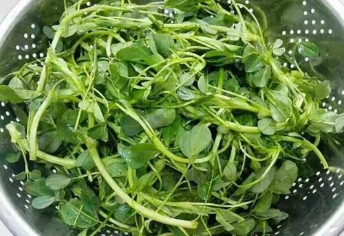 春天野菜贵如金,周末出门挖几棵,营养丰富口感好