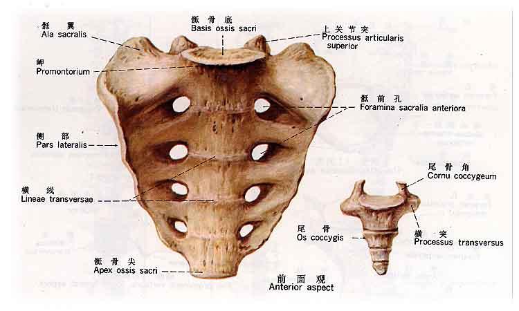 谁知道人的尾骨什么样的?有图的更好
