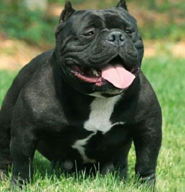 恶霸犬幼犬巨型纯种狗活幼体美国赛级