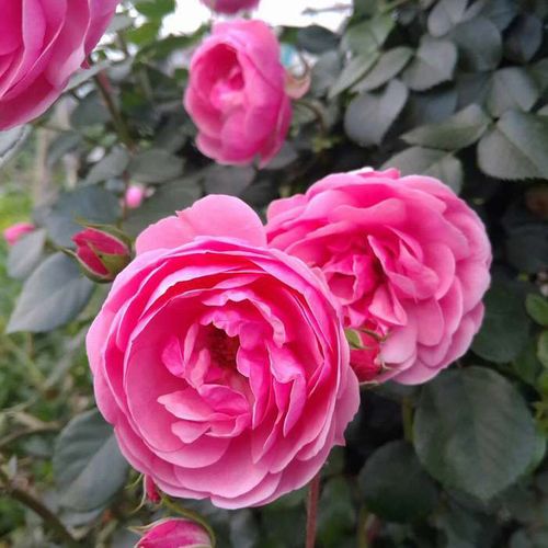 苗圃直销藤本月季艾拉绒球藤本月季盆栽艾拉绒球藤本多花丰花月季