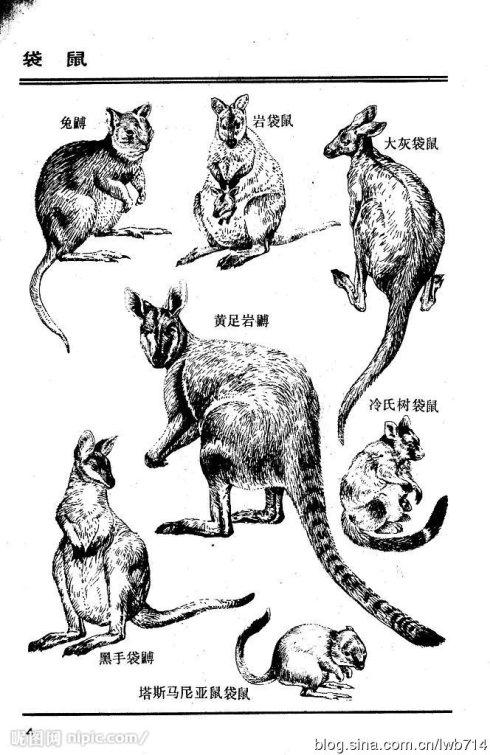 不同种类的袋鼠在澳大利亚各种不同的自然环境中  到2013年为止并没