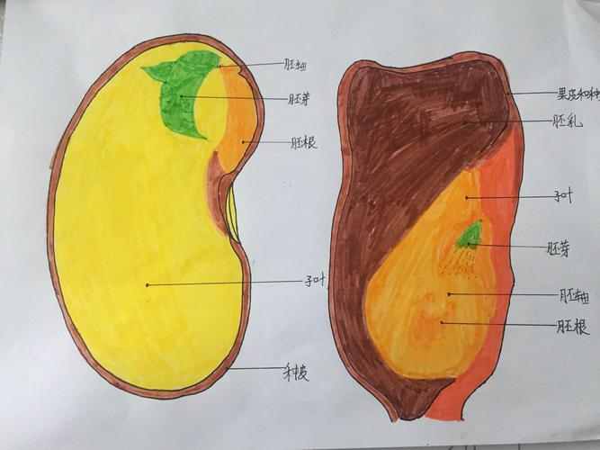 "走进生物实验室,感受生命之美"——邢宇宁初中生物