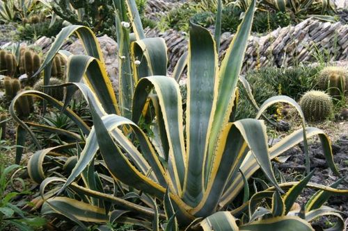 龙舌兰的花语是什么?龙舌兰有什么寓意?