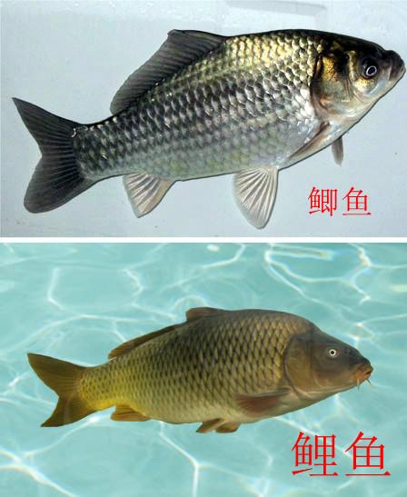 鲫鱼和鲤鱼的区别