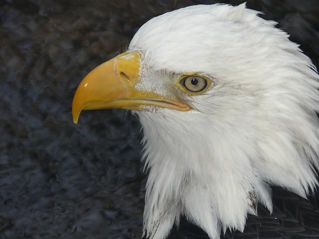 the bald eagle