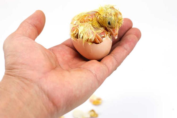 手上刚破壳而出的小鸡