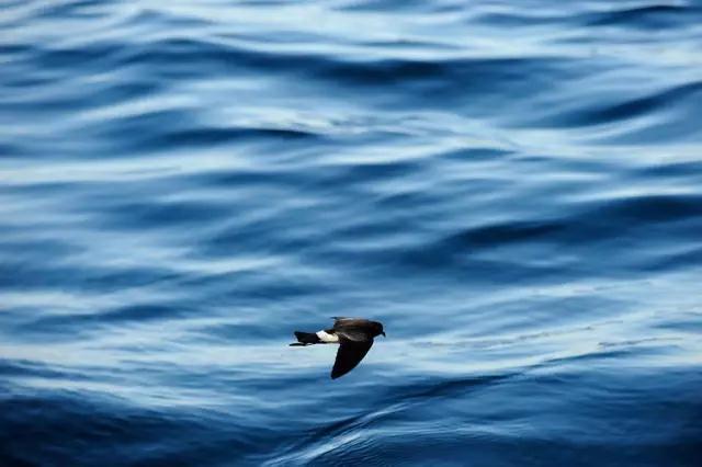 双剪似的尾,在微风细雨中,或在阳光满地时,斜飞于旷亮无比的天空之上