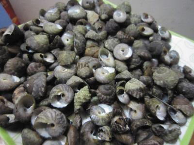 大连部分织纹螺季节性有毒素中毒后尚无解药