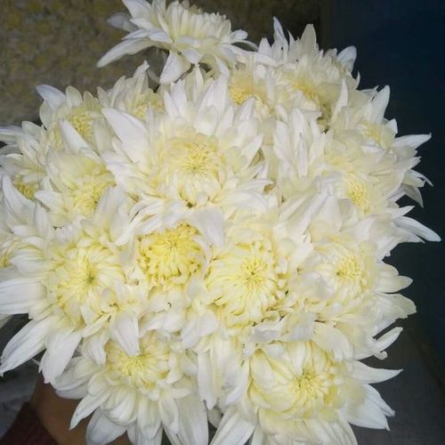 祭祀扫墓追思花圈装饰清明用菊花白花