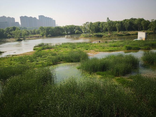 灞桥生态湿地公园