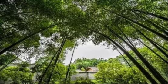 浓情森森绿意之旅: 骑龙湖公园(新津县)——斑竹林景区(新津兴义镇)