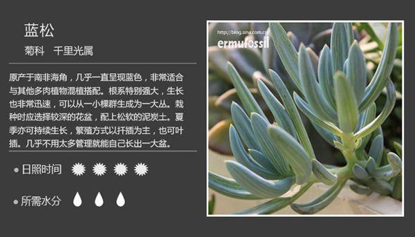 常见多肉植物图鉴——菊科 千里光属
