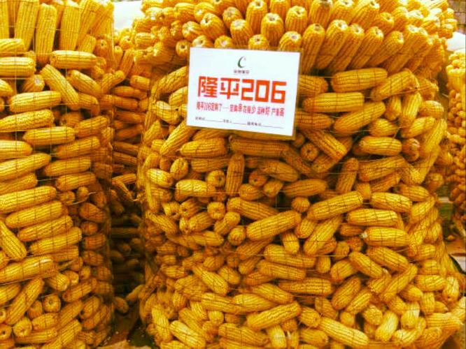 今年还是种隆平206保险,2018年高温多雨