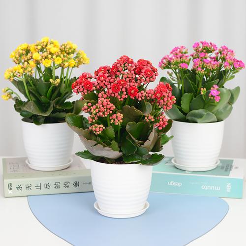 长寿花重瓣大花