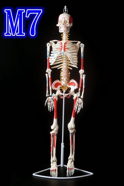 医学全身人体骨骼模型45cmh85厘米骨架模型骷髅脊柱模型脊椎