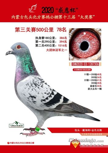 北方公棚获奖优胜鸽欣赏76-100名