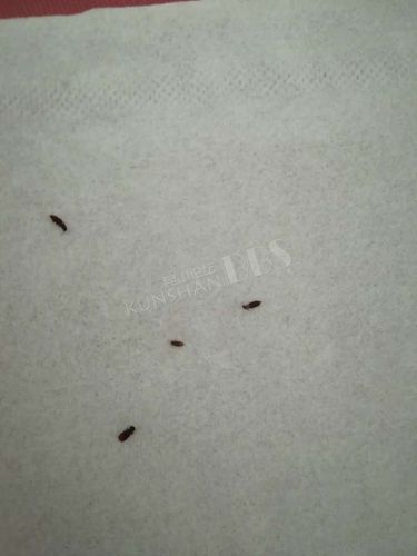 恐怖!新开封的桂格燕麦片里吃到了虫子!