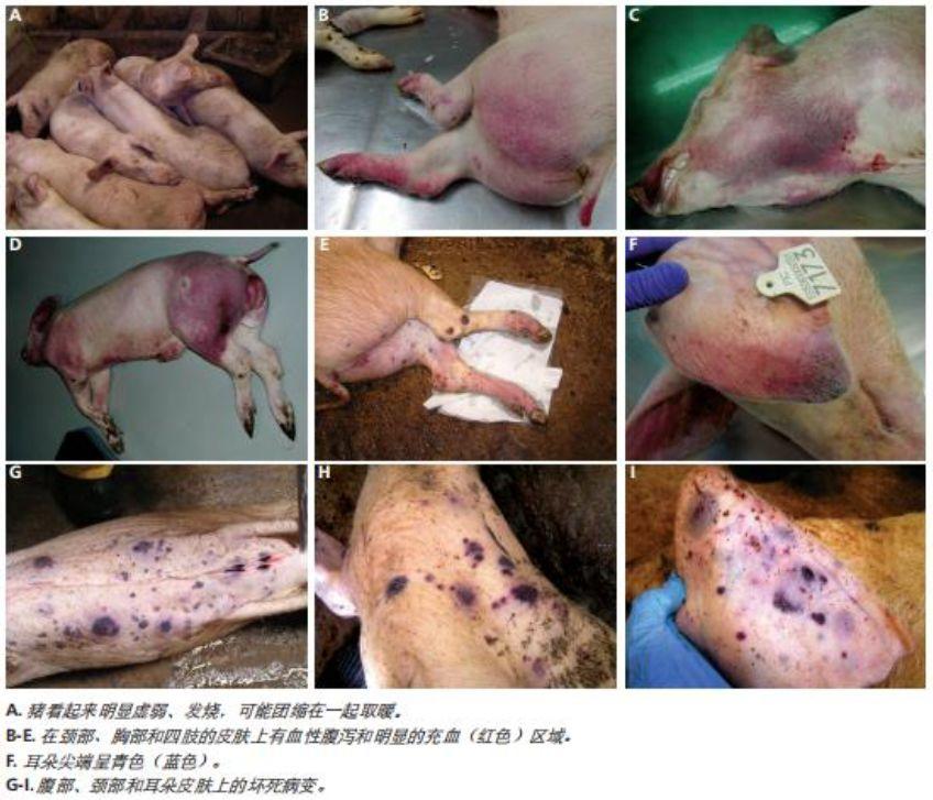 急性非洲猪瘟的临床症状