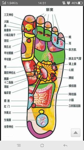 脚的反射区部位