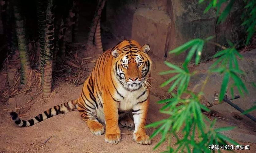 9米(含虎尾巴长度),身高达到1.