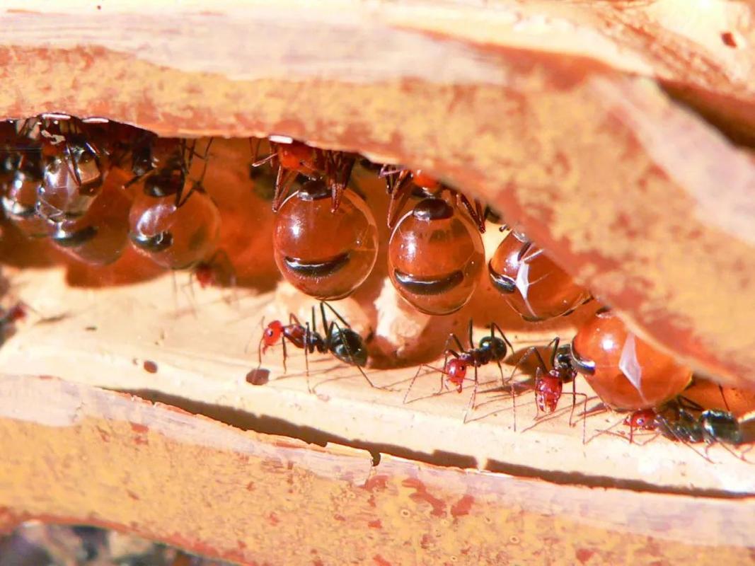 为什么蚂蚁不会长胖?_身体