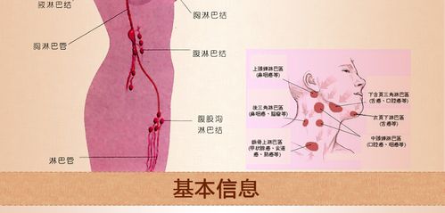 淋巴按摩精油-舒通全身体开背刮痧舒缓净化皮肤搭配淋巴腺图100ml精油