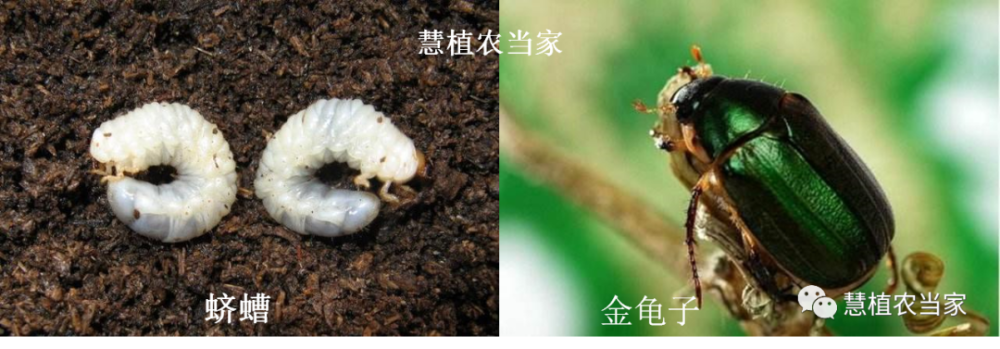 植保《地下害虫系列(一):我国常见金龟子(蛴螬)的识别