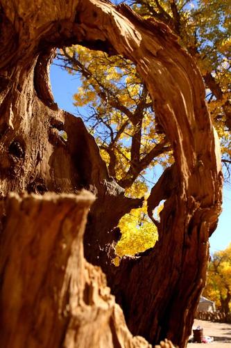 从丹霞到胡杨林,景致中国!(共27p)