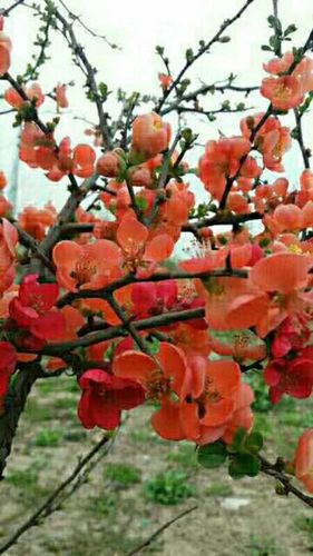 芳树无人花自落,春山一路鸟空啼.