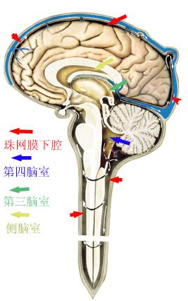 齐新无罪