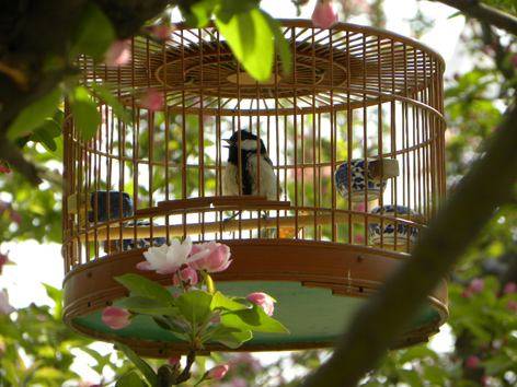 历代咏笼鸟诗精选十六首 始知锁向金笼听,不及林间自在啼