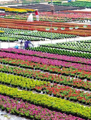 佛山陈村花卉生产基地.