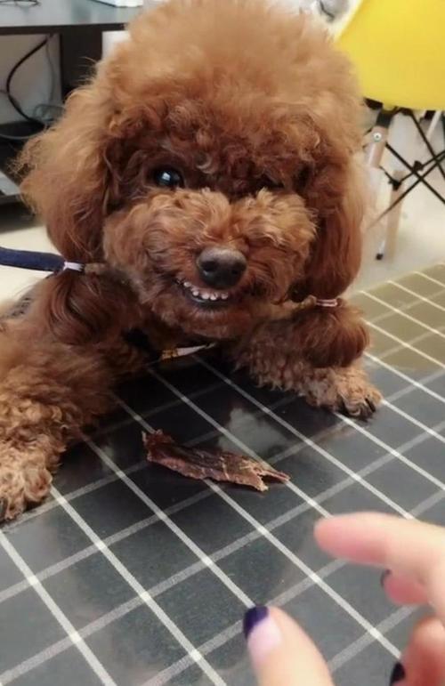 泰迪狗狗名字_泰迪狗狗名字大全女_好听的泰迪女狗狗名字