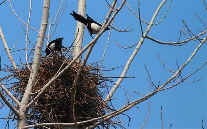原创喜鹊窝不怕雨雪,这有何玄机?"高层别墅"的败絮其外,金玉其中