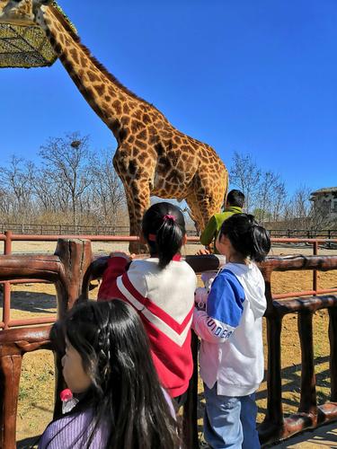 滨城区第八中学2017级一,二班济南野生动物园研学游行