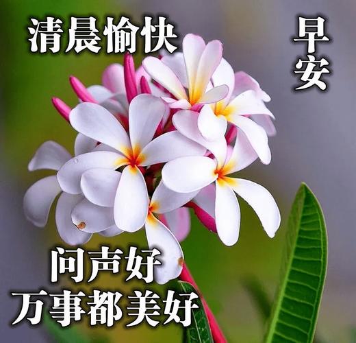 鲜花早上好图片大全周四早安祝福语表情专辑