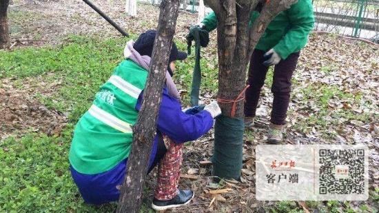 武汉街边植物防寒保暖有妙招:樟树穿"秋裤",三角梅进阳光屋