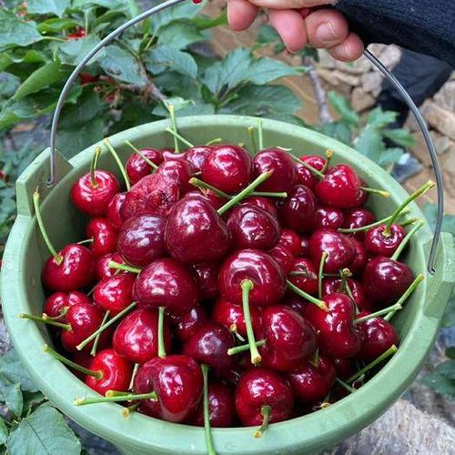 辽宁大连金州区 大连梅枣大樱桃