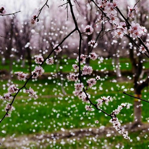 《杏花雨》 市界小筑——赏花