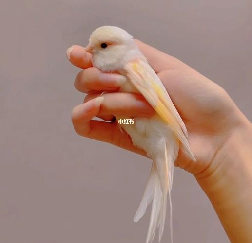 日常rua鸟_鹦鹉_牡丹_手养牡丹鹦鹉_宠物_宠物其他