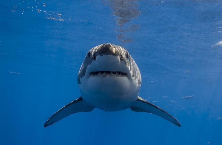 鲨鱼充分的高清壁纸和背景高清原图查看