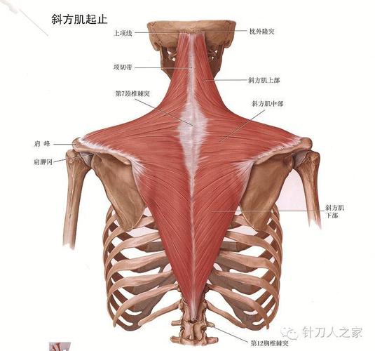 斜方肌肩胛骨附着处压痛检查及损伤临床表现——【针刀解析