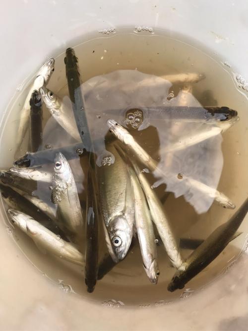 开钓咯今天去了新钓点钓的都是白条鱼