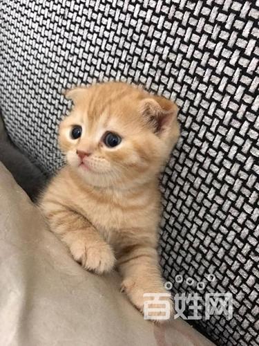 黄色英短折耳宝宝收奴才啦