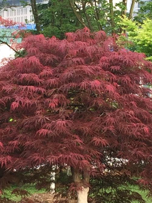 其它 羽毛枫羽毛枫 远观红叶枫, 近看叶细绒.