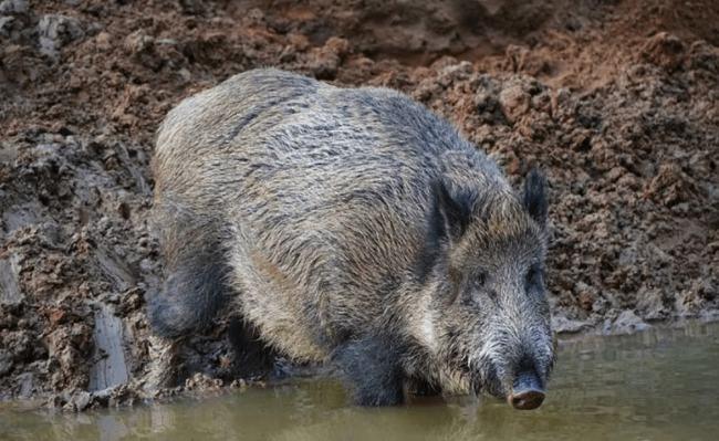 尤其是野猪,老家土话叫"拱猪子",繁殖能力强,对庄稼破坏性大,性情凶狠