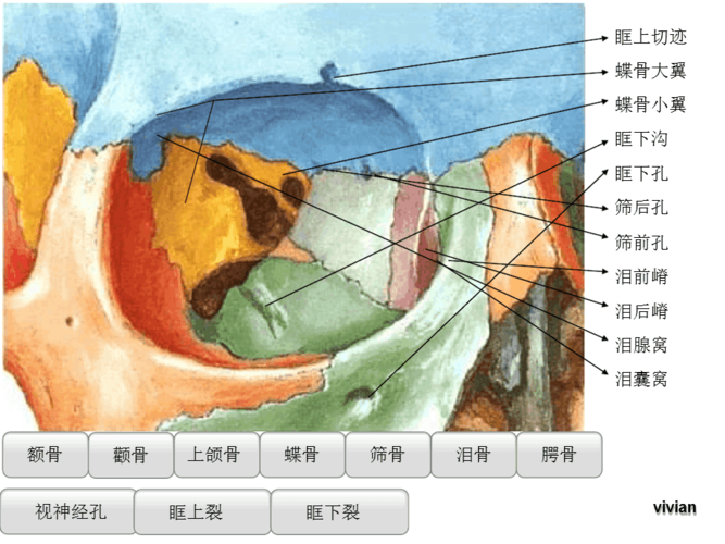 眼眶骨性解剖与眶壁减压课堂