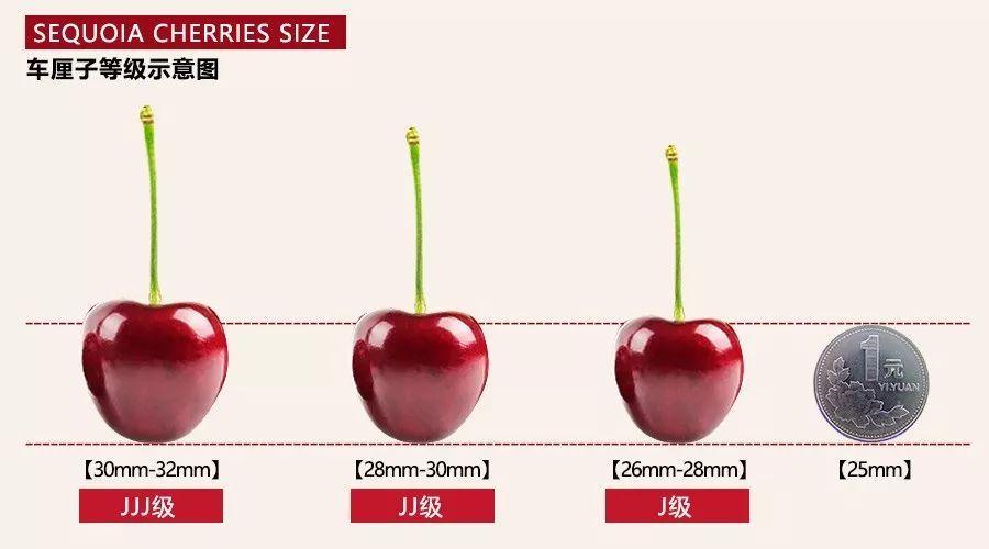 关于大小size,是评判车厘子的一大标准.