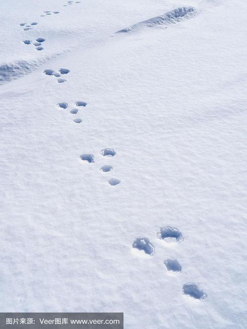 雪,脚印,兔子,雪地,爪印